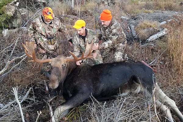 Moose with hunters